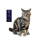 ねこ、チョコ（個別スタンプ：3）