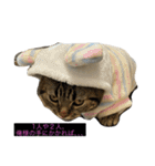 ねこ、チョコ（個別スタンプ：7）