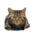 ねこ、チョコ（個別スタンプ：8）