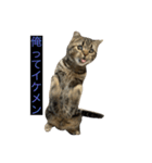 ねこ、チョコ（個別スタンプ：9）