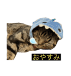 ねこ、チョコ（個別スタンプ：10）
