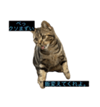 ねこ、チョコ（個別スタンプ：13）