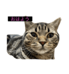 ねこ、チョコ（個別スタンプ：15）