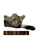 ねこ、チョコ（個別スタンプ：16）