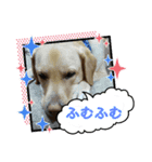 黄色いお方（個別スタンプ：1）