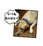 黄色いお方（個別スタンプ：5）