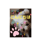 猫だらけのスタンプです！【Part2】（個別スタンプ：2）