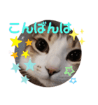 猫だらけのスタンプです！【Part2】（個別スタンプ：3）