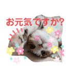猫だらけのスタンプです！【Part2】（個別スタンプ：4）