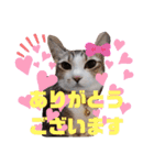 猫だらけのスタンプです！【Part2】（個別スタンプ：5）