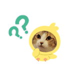 猫だらけのスタンプです！【Part2】（個別スタンプ：8）