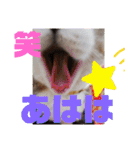 猫だらけのスタンプです！【Part2】（個別スタンプ：9）