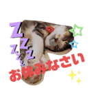 猫だらけのスタンプです！【Part2】（個別スタンプ：10）