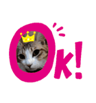 猫だらけのスタンプです！【Part2】（個別スタンプ：11）