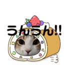 猫だらけのスタンプです！【Part2】（個別スタンプ：12）