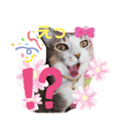 猫だらけのスタンプです！【Part2】（個別スタンプ：13）