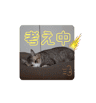 猫だらけのスタンプです！【Part2】（個別スタンプ：15）