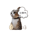猫だらけのスタンプです！【Part2】（個別スタンプ：16）