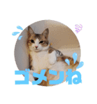猫だらけのスタンプです！【Part2】（個別スタンプ：17）