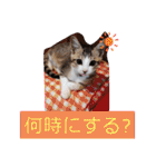 猫だらけのスタンプです！【Part2】（個別スタンプ：18）