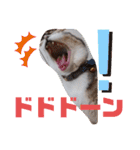 猫だらけのスタンプです！【Part2】（個別スタンプ：19）
