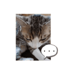 猫だらけのスタンプです！【Part2】（個別スタンプ：20）