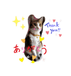 猫だらけのスタンプです！【Part2】（個別スタンプ：21）