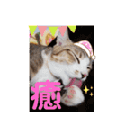 猫だらけのスタンプです！【Part2】（個別スタンプ：22）