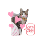 猫だらけのスタンプです！【Part2】（個別スタンプ：24）