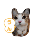 猫だらけのスタンプです！【Part2】（個別スタンプ：25）