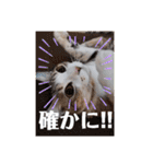 猫だらけのスタンプです！【Part2】（個別スタンプ：26）
