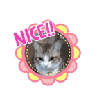 猫だらけのスタンプです！【Part2】（個別スタンプ：27）