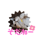 猫だらけのスタンプです！【Part2】（個別スタンプ：28）