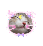 猫だらけのスタンプです！【Part2】（個別スタンプ：30）