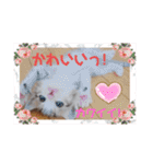 猫だらけのスタンプです！【Part2】（個別スタンプ：32）