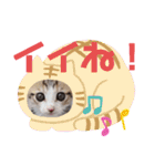 猫だらけのスタンプです！【Part2】（個別スタンプ：33）