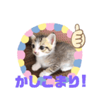 猫だらけのスタンプです！【Part2】（個別スタンプ：34）