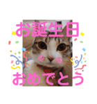 猫だらけのスタンプです！【Part2】（個別スタンプ：35）