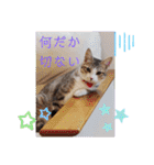 猫だらけのスタンプです！【Part2】（個別スタンプ：36）