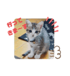 猫だらけのスタンプです！【Part2】（個別スタンプ：37）