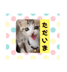 猫だらけのスタンプです！【Part2】（個別スタンプ：38）