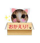 猫だらけのスタンプです！【Part2】（個別スタンプ：39）