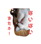 猫だらけのスタンプです！【Part2】（個別スタンプ：40）