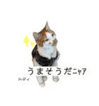 Dep 里親様スタンプ おもしろver（個別スタンプ：11）