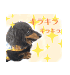 我が家の天使たち3です！（個別スタンプ：20）