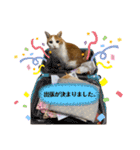 猫様生誕20年記念（個別スタンプ：10）