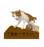 猫様生誕20年記念（個別スタンプ：11）