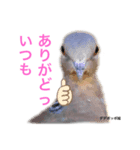ででぽっぽ（個別スタンプ：5）