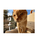 マイケルの優雅な日常（個別スタンプ：1）