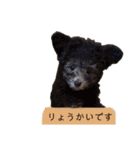 Ishii puppies 石井家の仔犬（個別スタンプ：4）